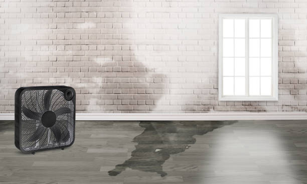 Best Basement water damage restoration  in West Brattleboro, VT